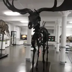Szkielet łosia z ogromnym porożem i szkielet słonia w muzeum historii naturalnej Wrocław.